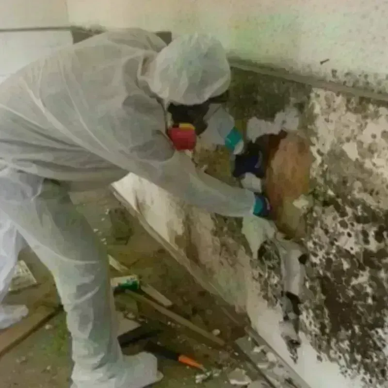 Mold Remediation and Removal in Oldham County, TX